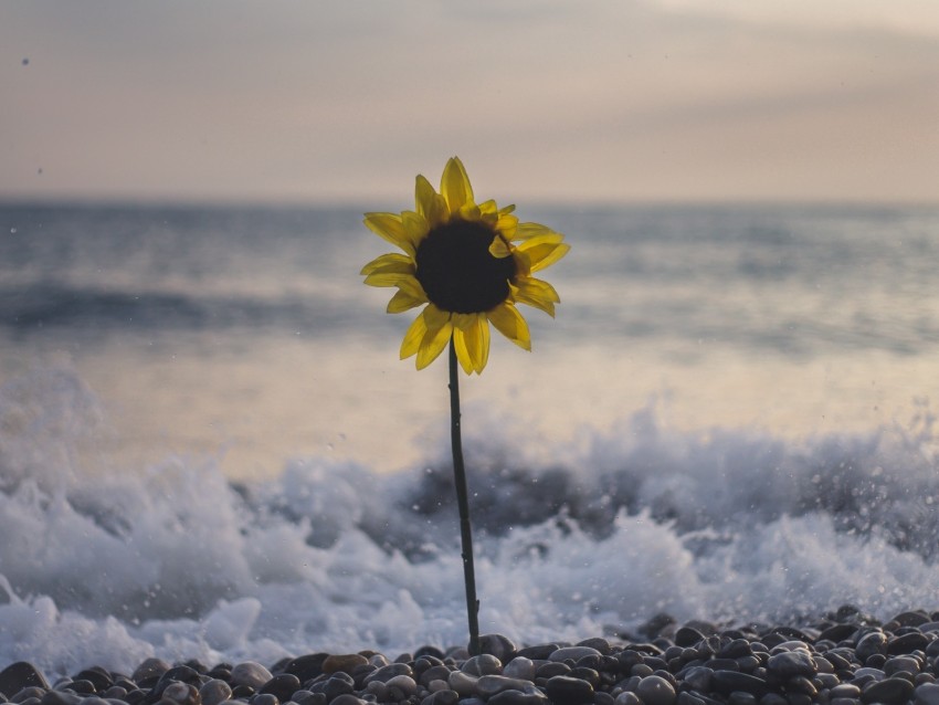sunflower, flower, sea, stones, waves, surf