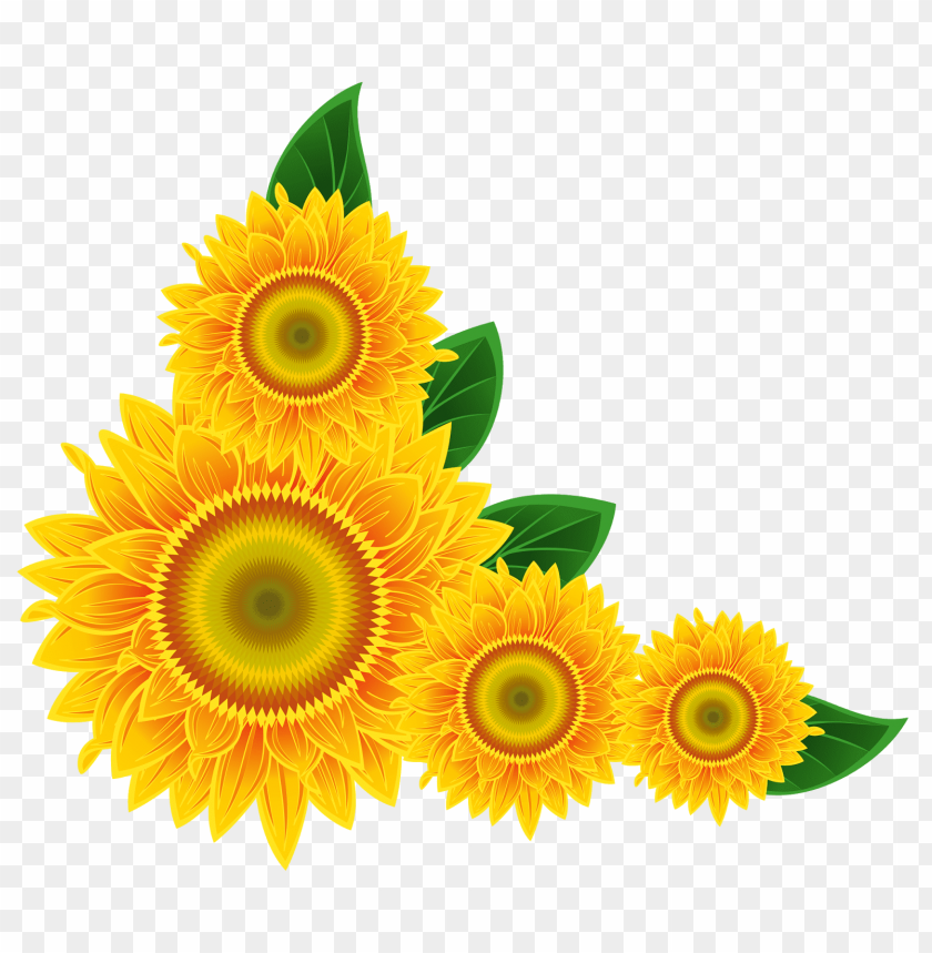 sunflower frame png, sunflower,frame,png