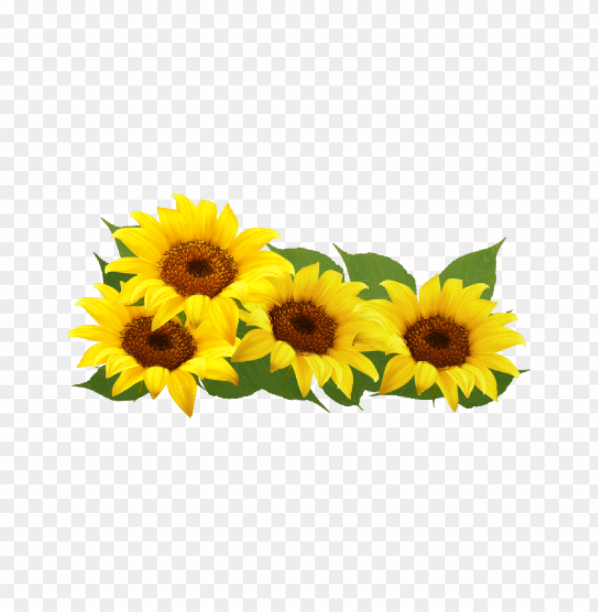 Sunflower Frame Png Png Image With Transparent Background Toppng