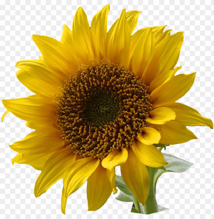 Free download | HD PNG sunflower png PNG image with transparent ...