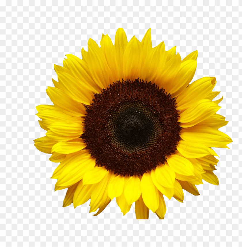 Sunflower Png Png Image With Transparent Background Toppng