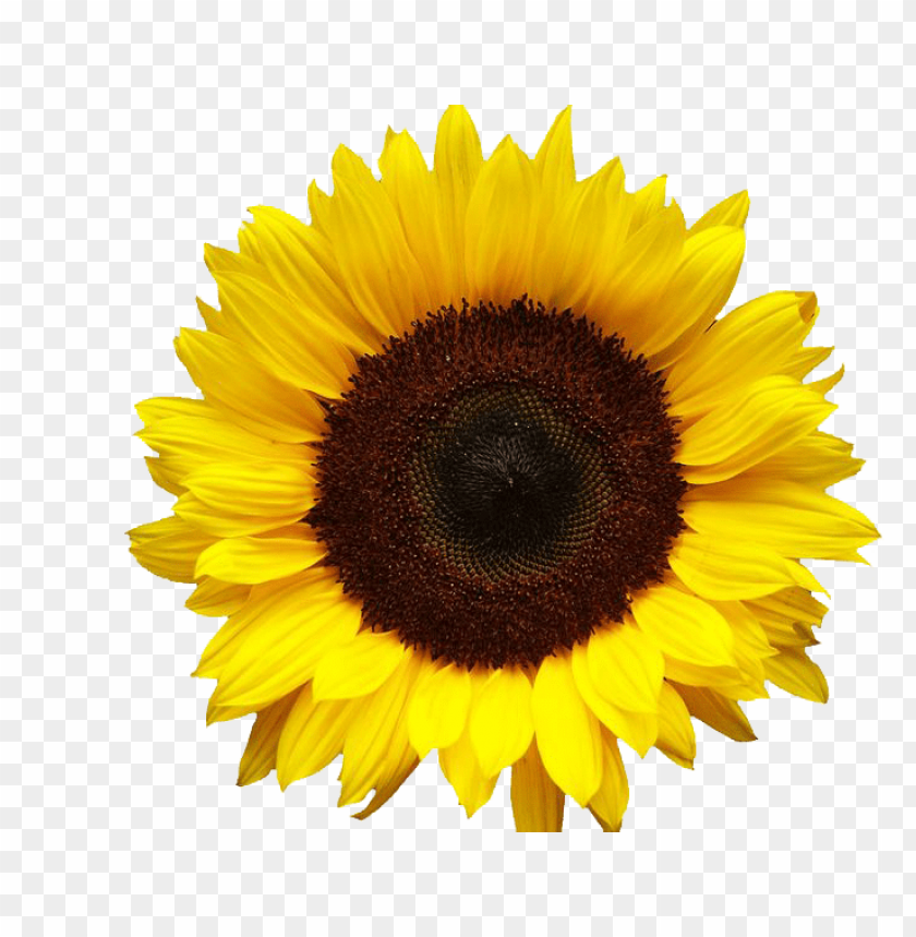 Free Free 131 Realistic Clipart Sunflower Svg SVG PNG EPS DXF File