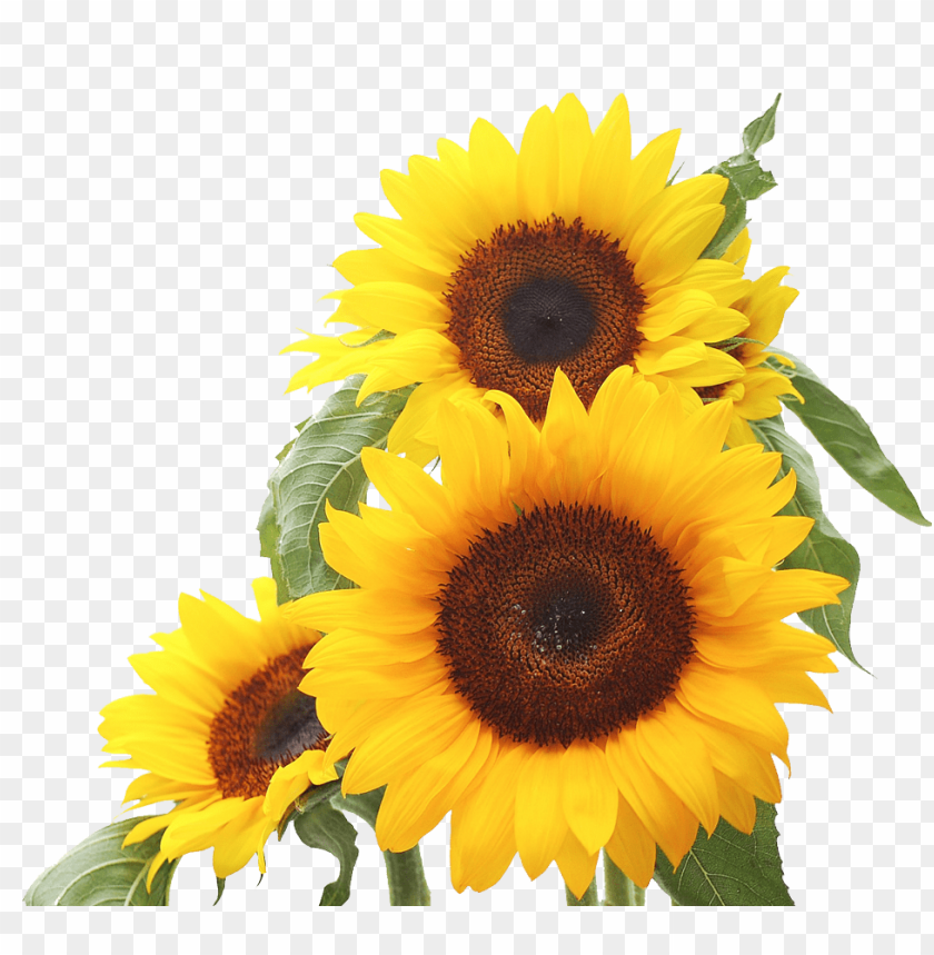 Sunflower PNG Images, Download 14000+ Sunflower PNG Resources with