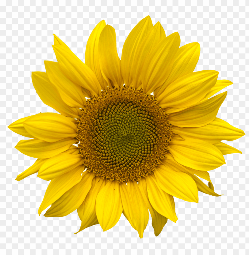 sunflower png, png,sunflower