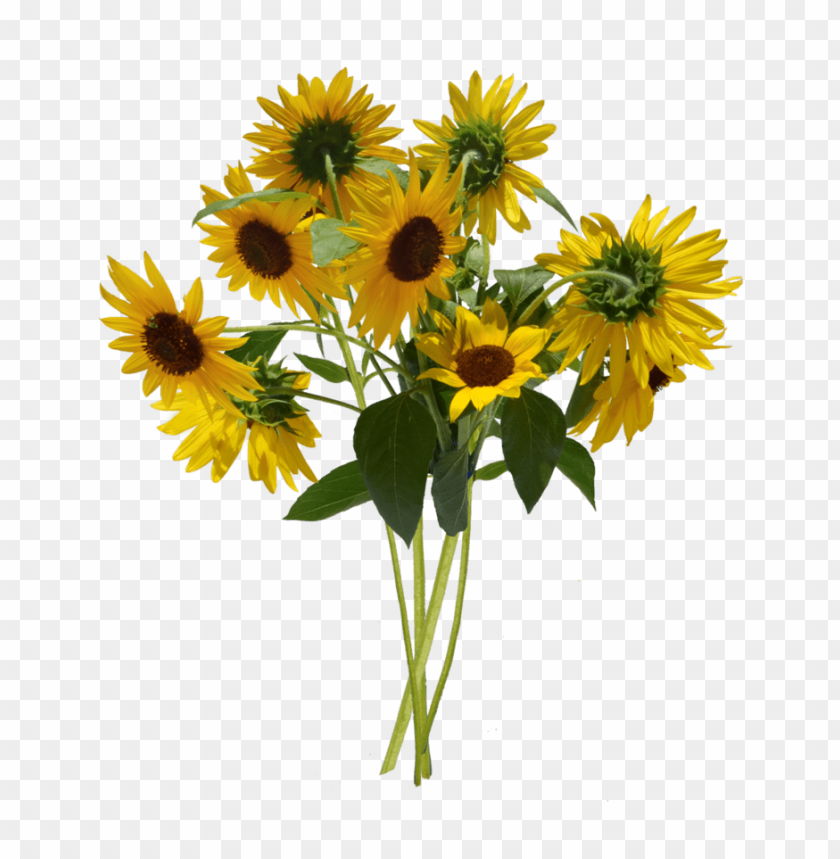 sunflower png PNG image with transparent background | TOPpng