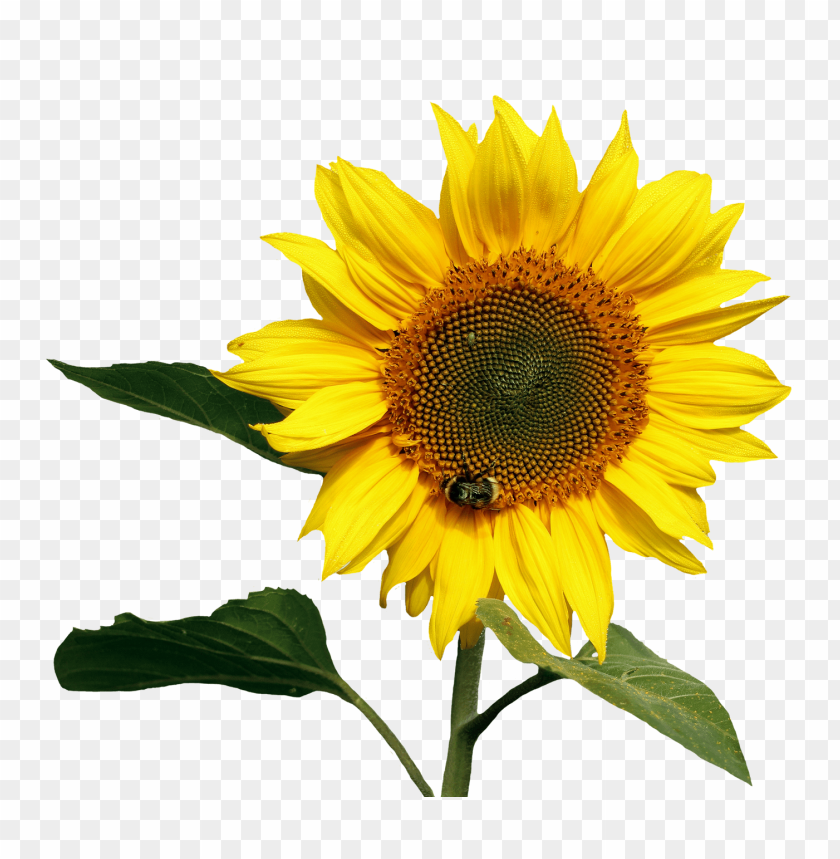 sunflower png PNG image with transparent background | TOPpng