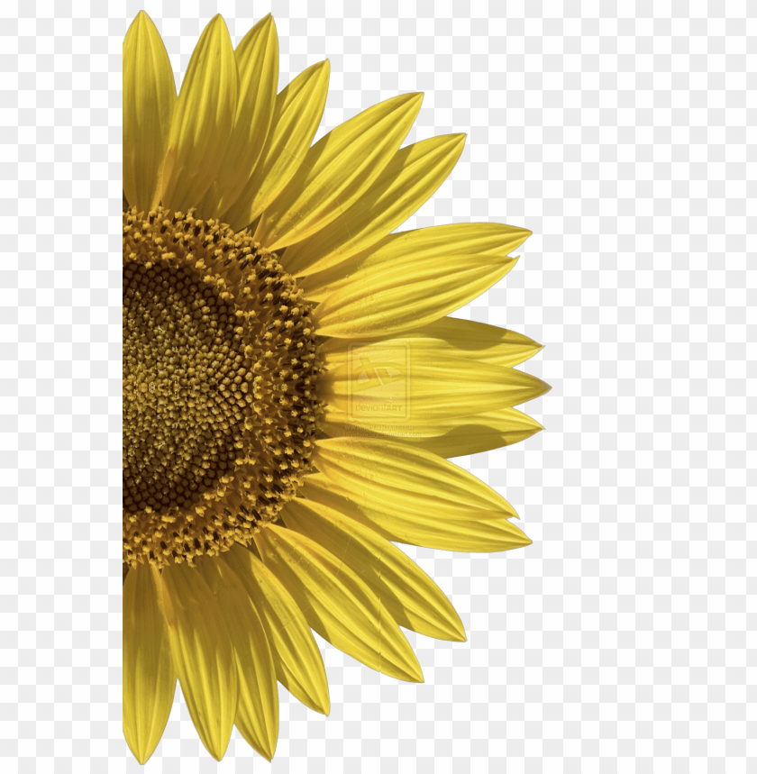 Sunflower Png Png Image With Transparent Background Toppng - roblox girl background sunflower