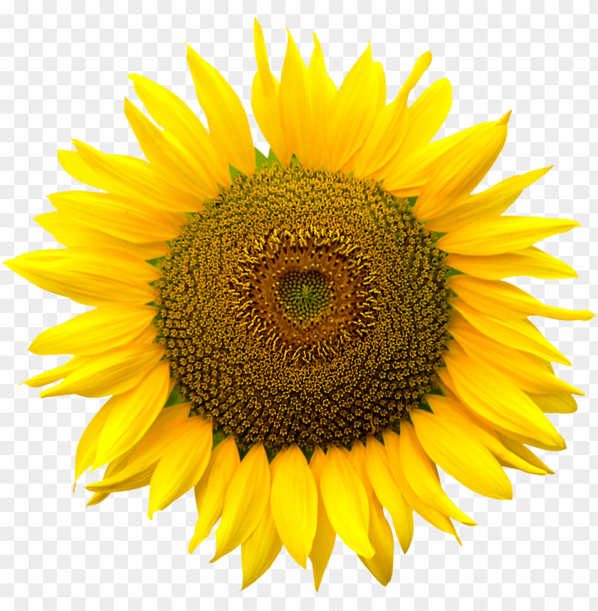sunflower png, png,sunflower