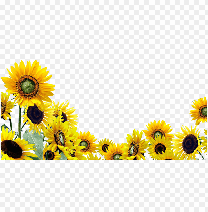 Free Free 157 Sunflower Svg Transparent Background SVG PNG EPS DXF File