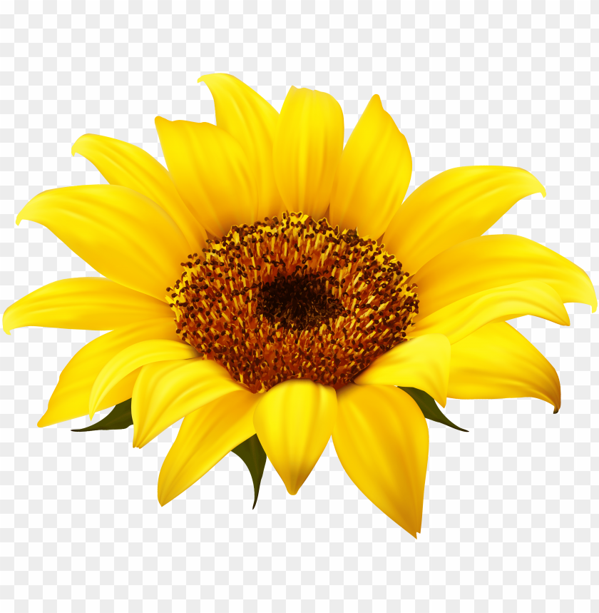 Free Free 138 Transparent Background Sunflower Seeds Clipart SVG PNG EPS DXF File
