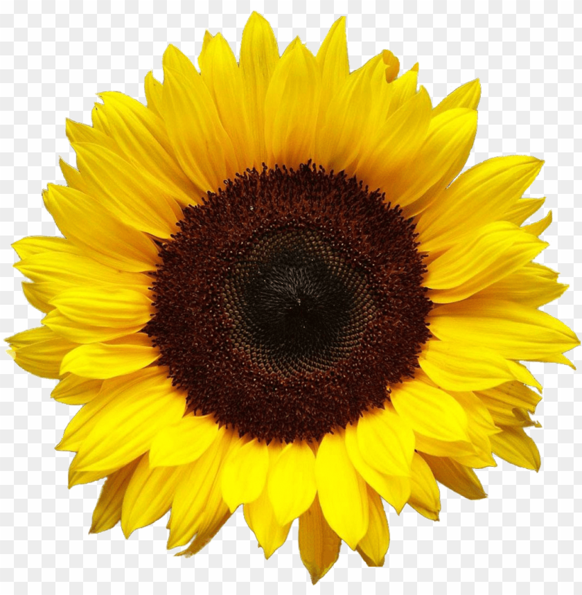 Free Free 60 Sunflower Svg Transparent Background SVG PNG EPS DXF File