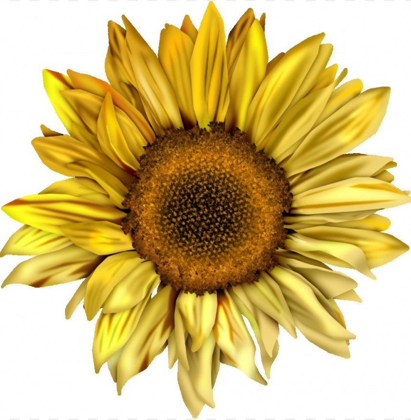 sunflower png tumblr, tumblr,sunflower,png