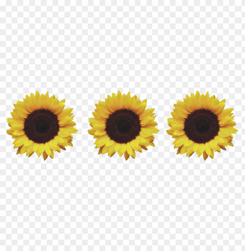 sunflower png tumblr PNG transparent with Clear Background ID 104937