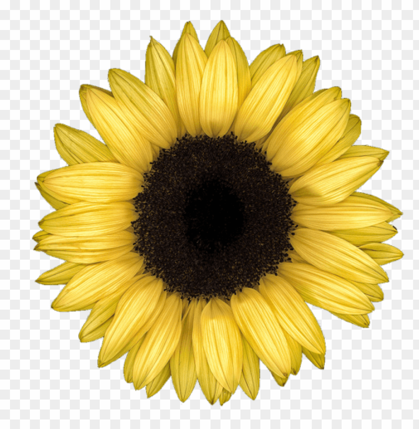 sunflower png tumblr PNG transparent with Clear Background ID 104939