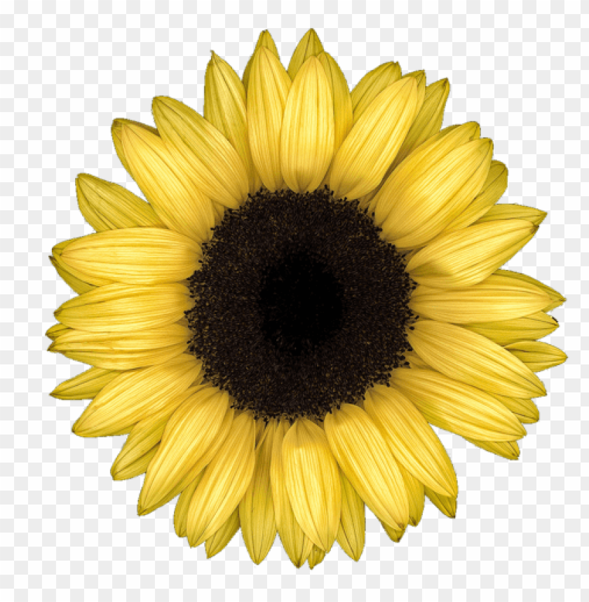 Free Free 256 Transparent Background Realistic Sunflower Svg SVG PNG EPS DXF File