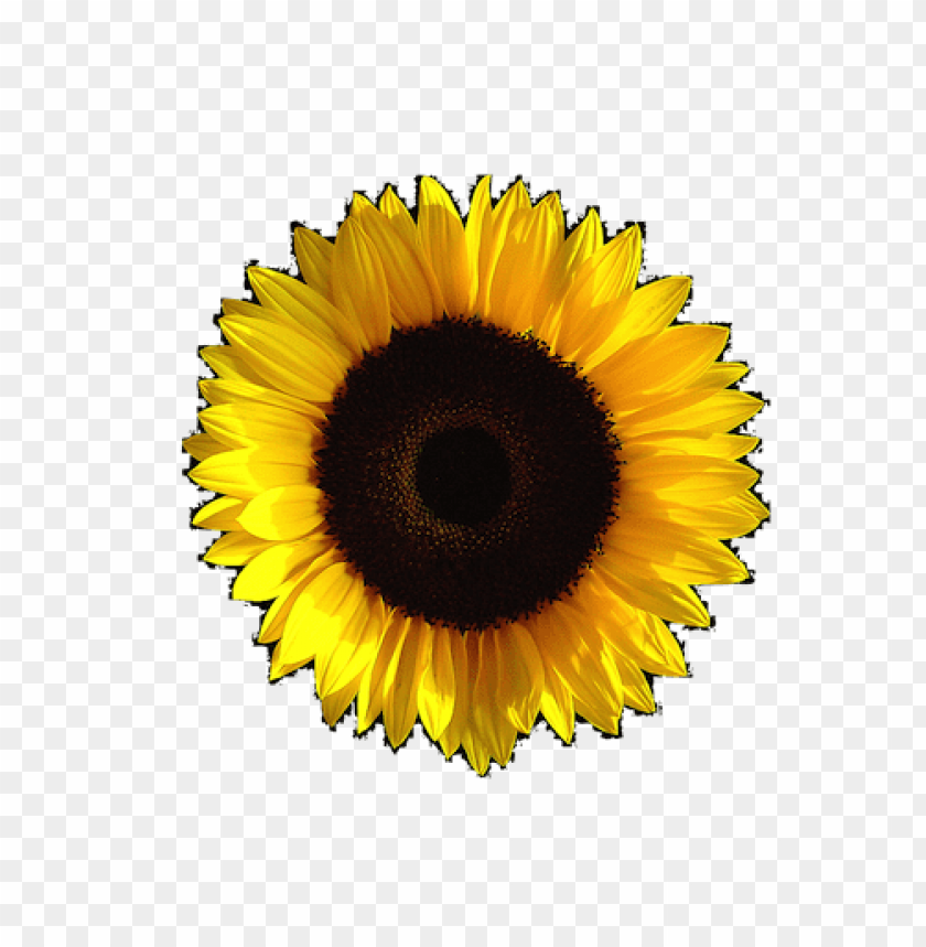 sunflower png tumblr, tumblr,sunflower,png