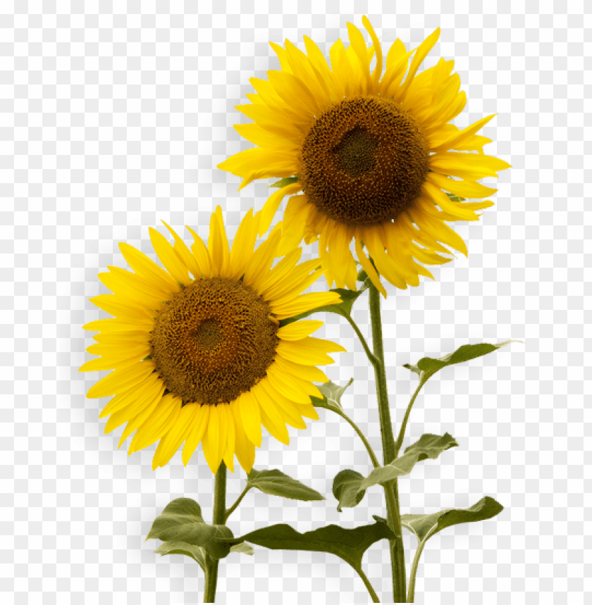 Featured image of post Sunflower Drawing Aesthetic Artsy Sunflower Background : See more ideas about sunflowers background, sunflower wallpaper, aesthetic wallpapers.