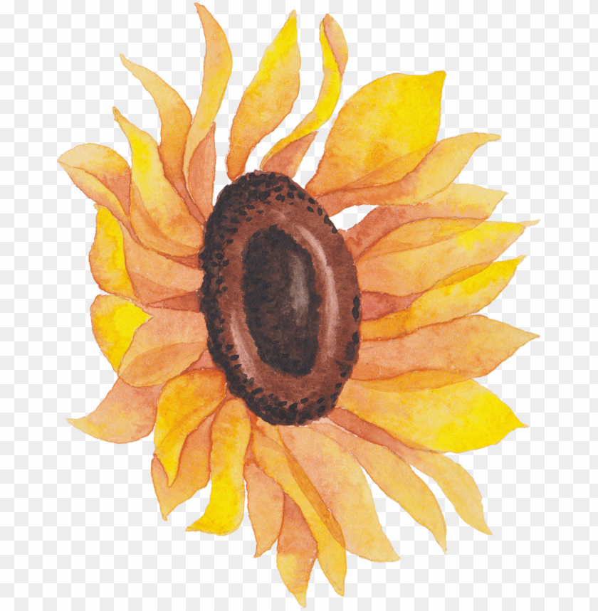sunflower png tumblr, tumblr,png,sunflower