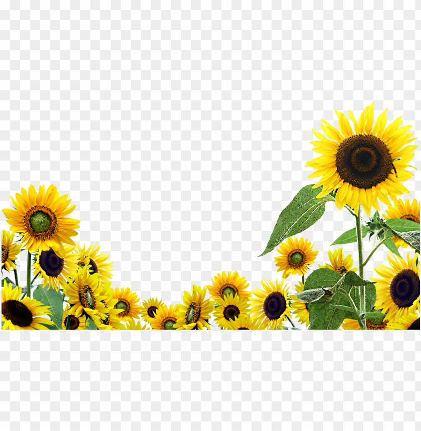 Roblox Id Sunflower