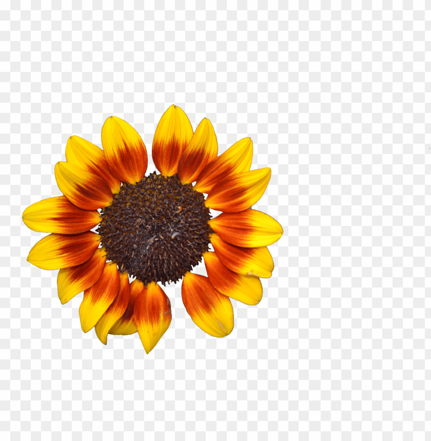 sunflower png tumblr, tumblr,png,sunflower