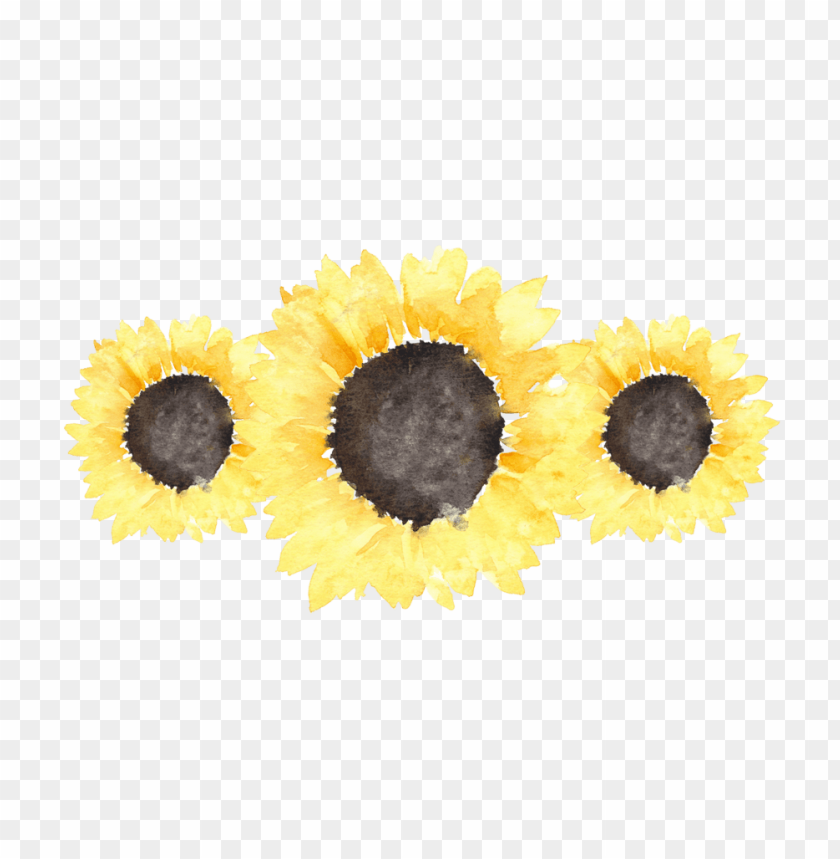 sunflower png tumblr, png,sunflower,tumblr