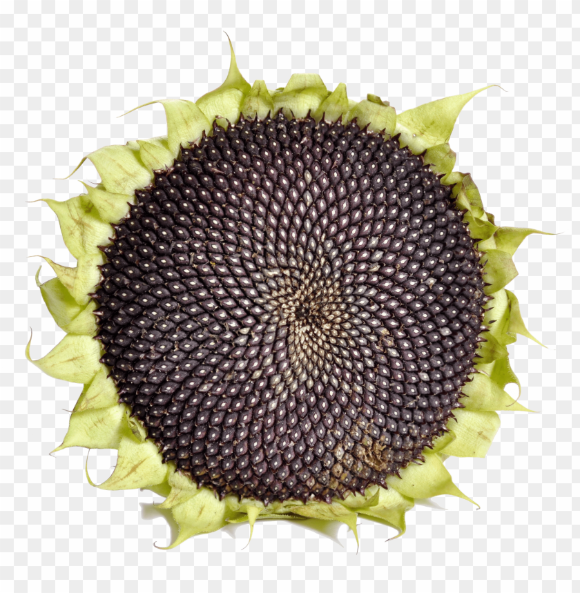 sunflower seed png, seed,sunflower,png,sunflowerseed