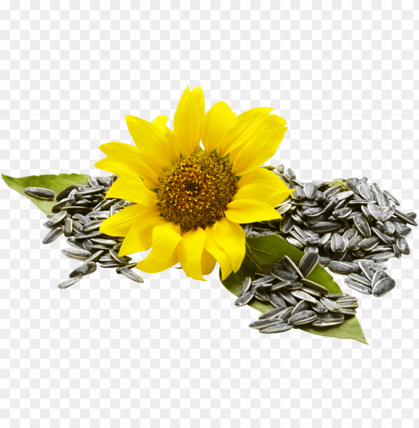 sunflower seed png, seed,sunflower,png,sunflowerseed