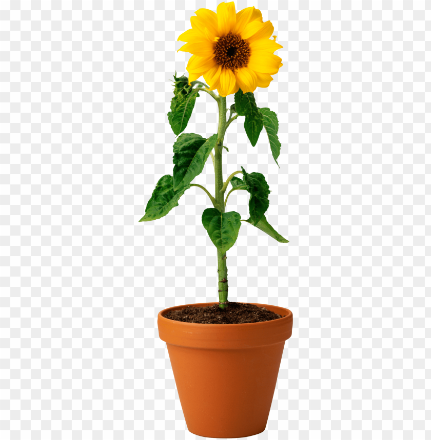 sunflower seed png, sunflower,seed,png,sunflowerseed