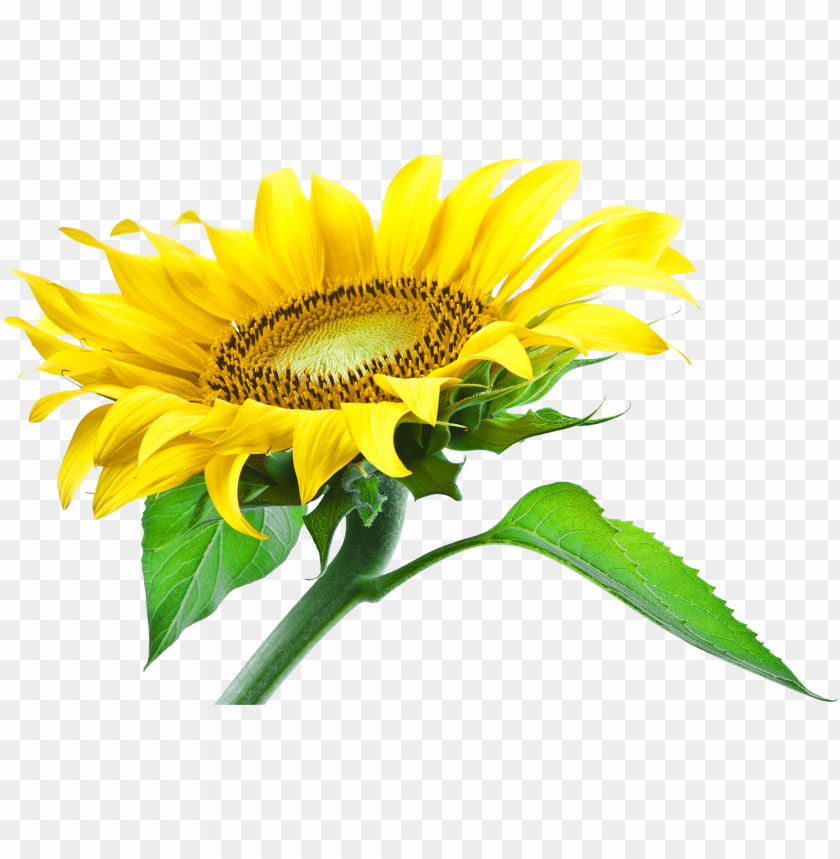 Free Free 138 Transparent Background Sunflower Seeds Clipart SVG PNG EPS DXF File