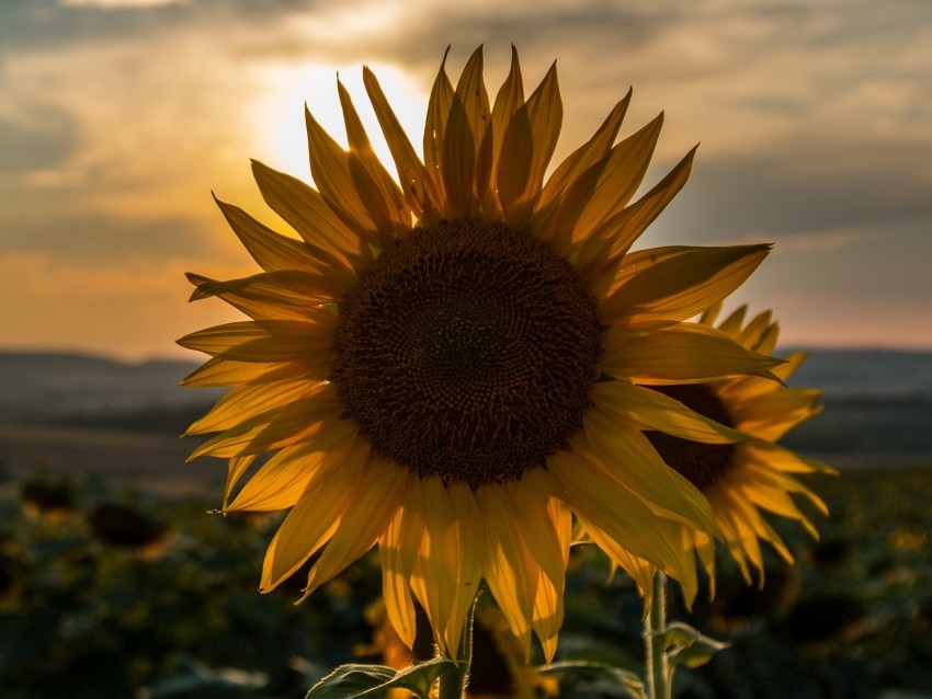 sunflower, sunset, field, sky, summer png - Free PNG Images | TOPpng