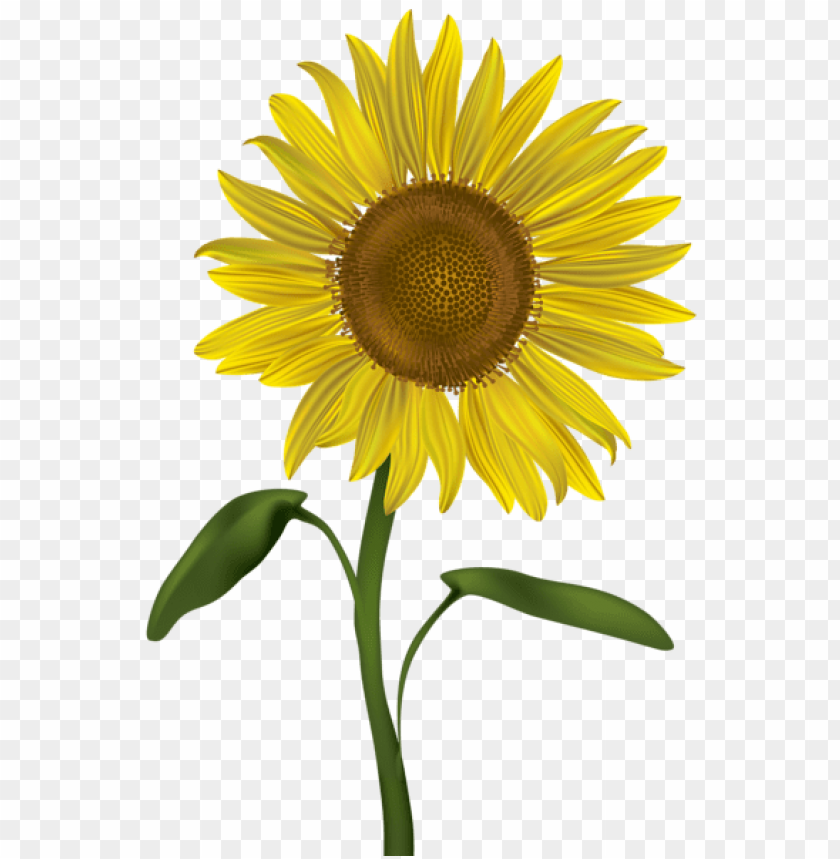 sunflower transparent