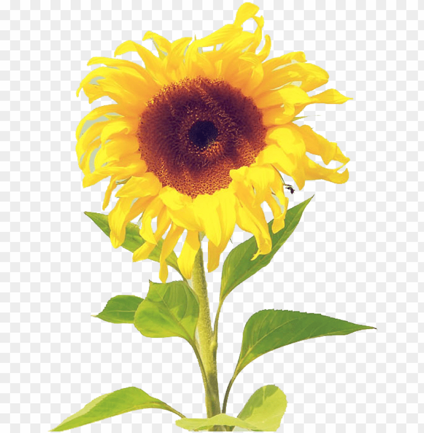 黄色菊花 sunflower wallpaper watercolor iphone PNG transparent with Clear Background ID 194859