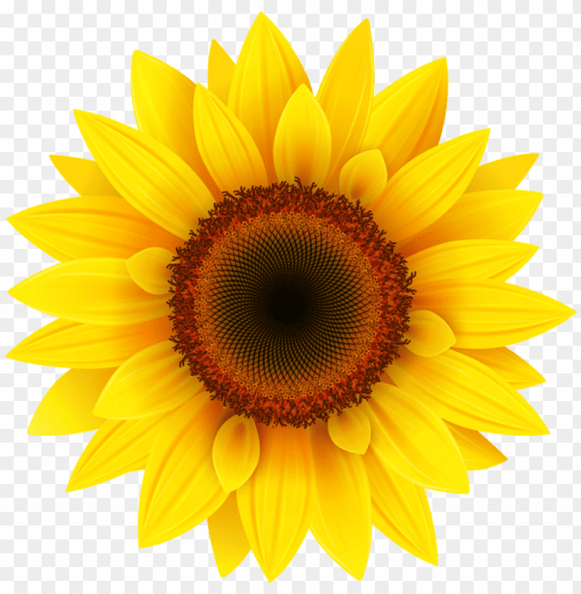 sunflowerpicture