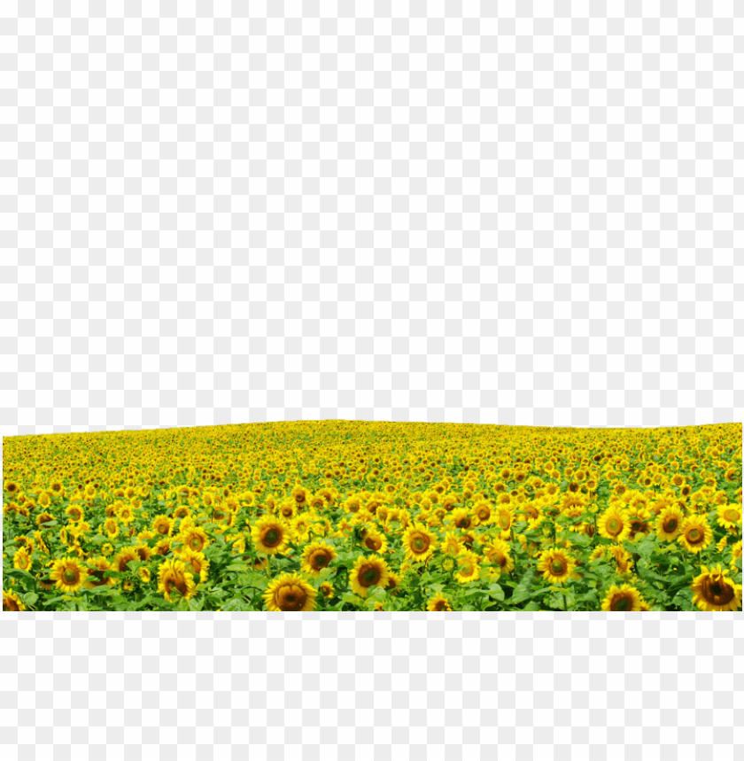 sunflowers,عباد الشمس,دوار الشمس

