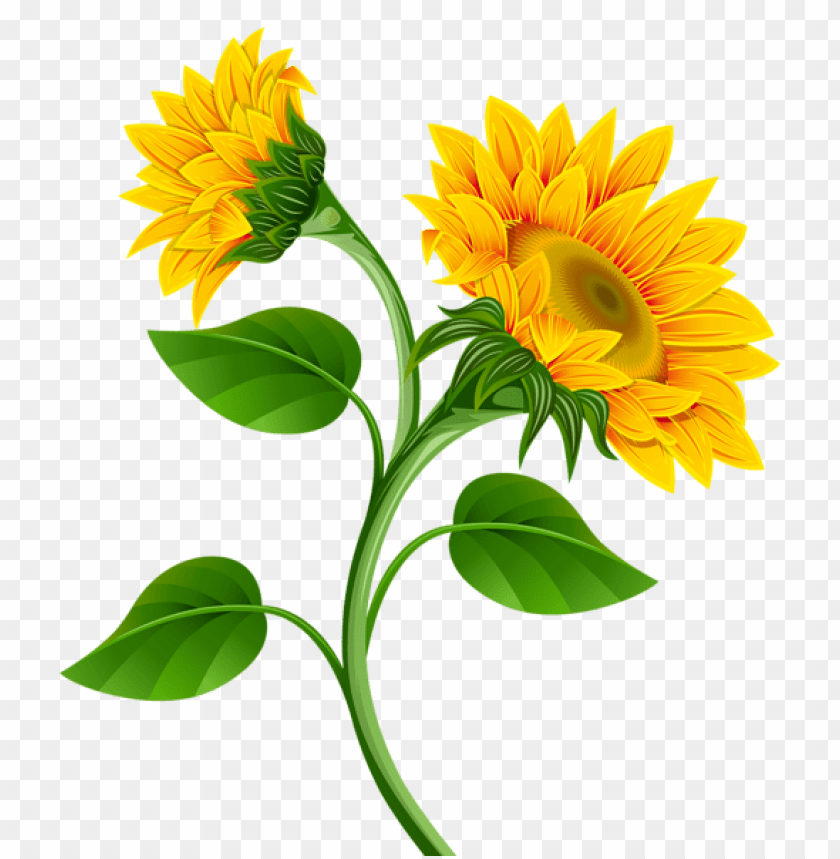 PNG image of sunflowers with a clear background - Image ID 43269
