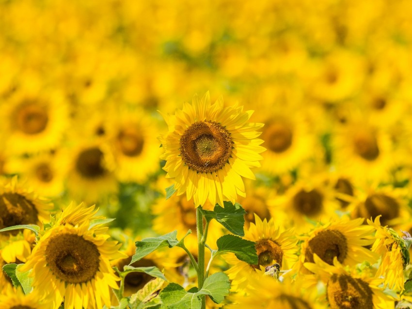 sunflowers, flowers, yellow, field, bloom