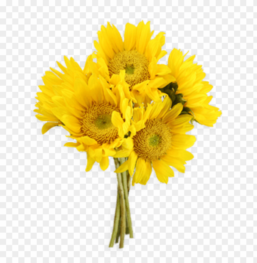 sunflowers,عباد الشمس,دوار الشمس

