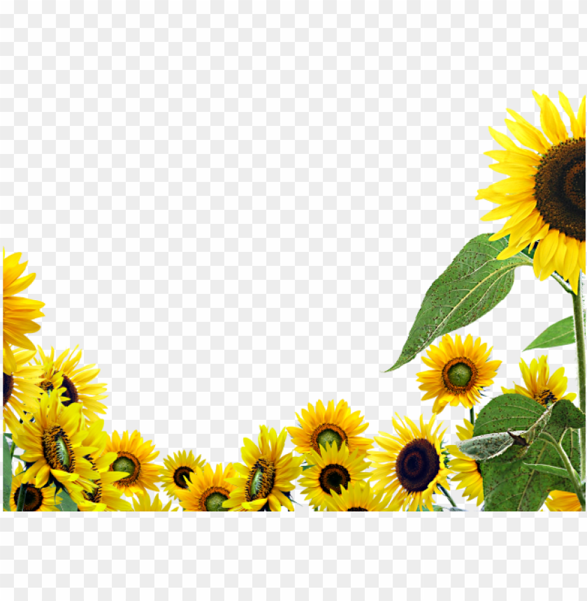 Transparent Sunflower Background Png