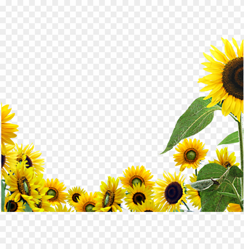 Free Free 148 Transparent Background Stem Sunflower Clipart SVG PNG EPS DXF File