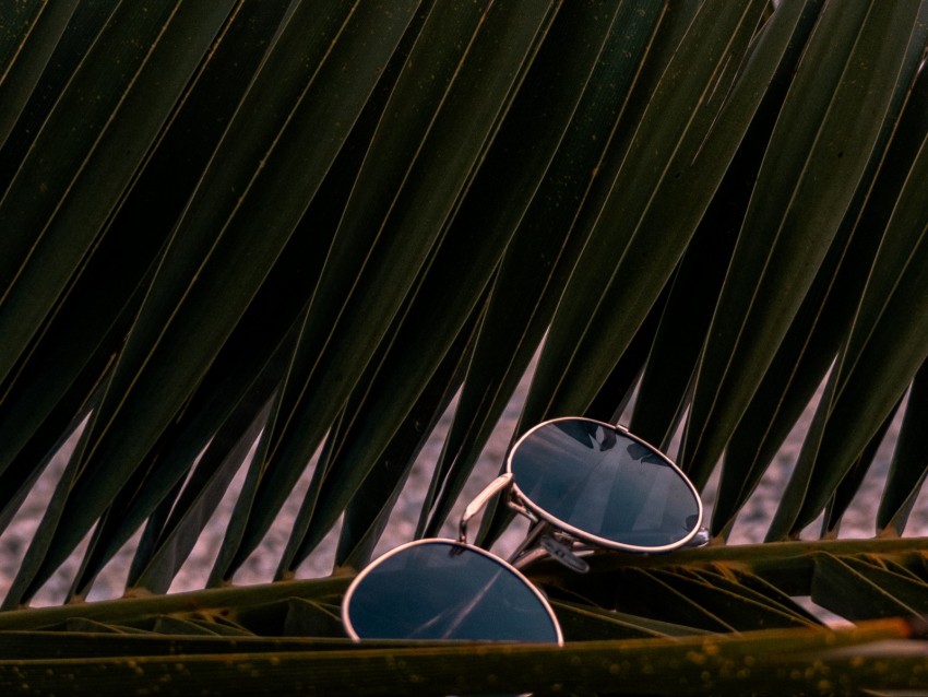 sunglasses, glasses, palm, branches, leaves