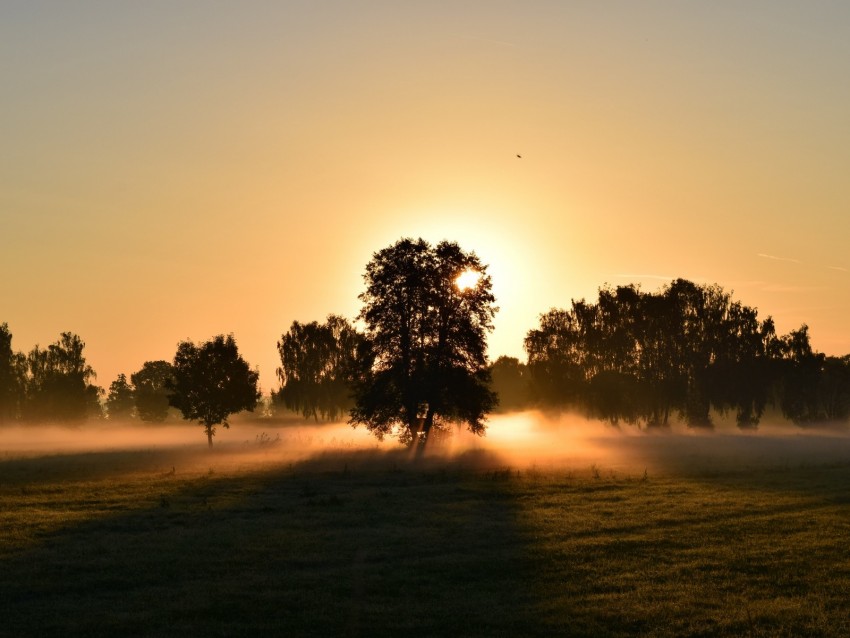 sunrise, fog, trees, dawn, morning