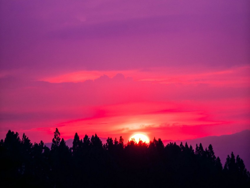 sunset, sky, pink, trees, sun