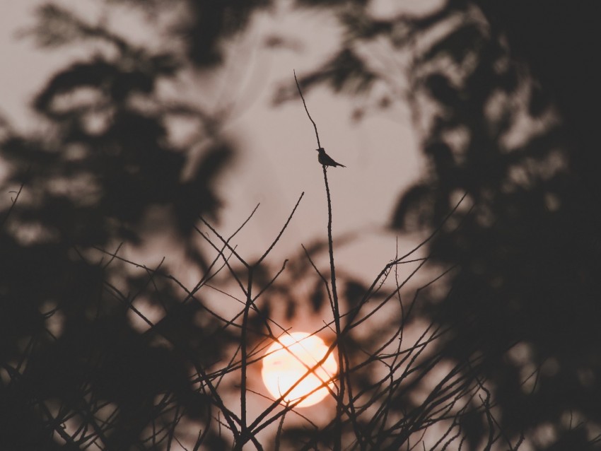 sunset, sun, branches, bird, dark