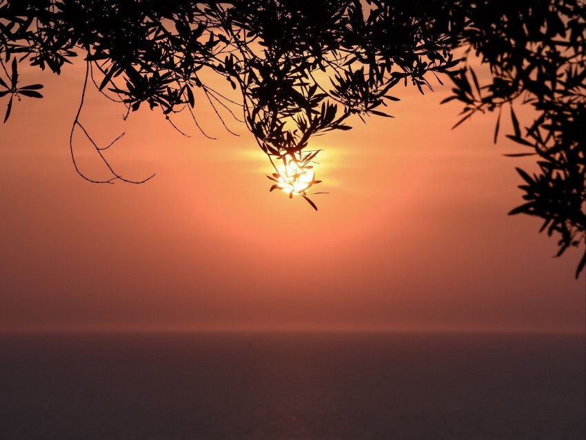 sunset, sun, branches, sea, horizon