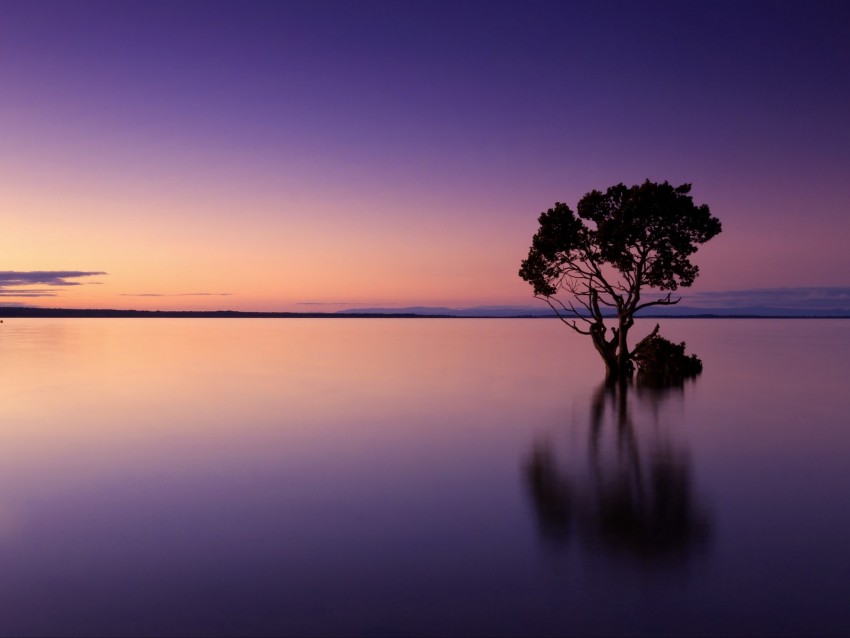 sunset, tree, lake, sky, water, evening, purple