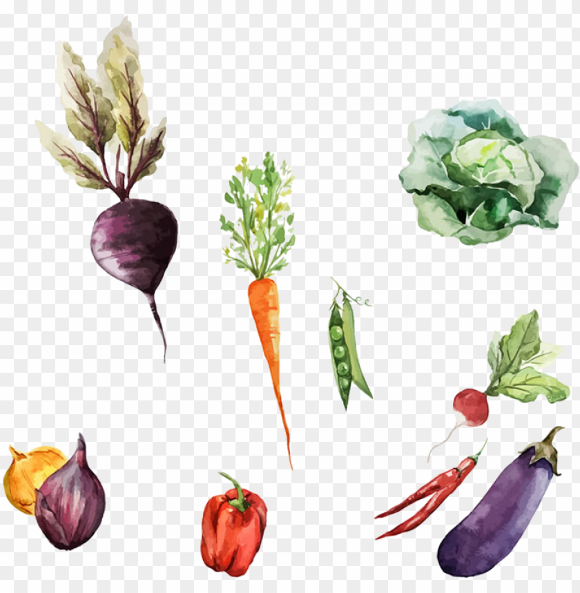 svg black and white download root vegetables painting - watercolor of root vegetables PNG image with transparent background@toppng.com