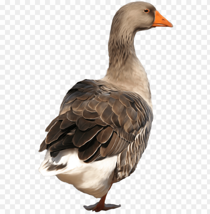 free PNG svg free clip art best web - duck PNG image with transparent background PNG images transparent