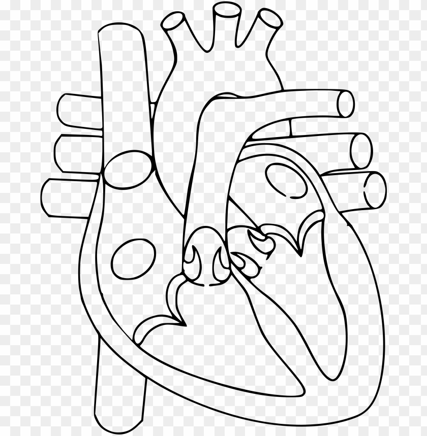 Download Svg Transparent Stock Human Heart Clipart Black And Circulatory System Heart Drawi Png Image With Transparent Background Toppng