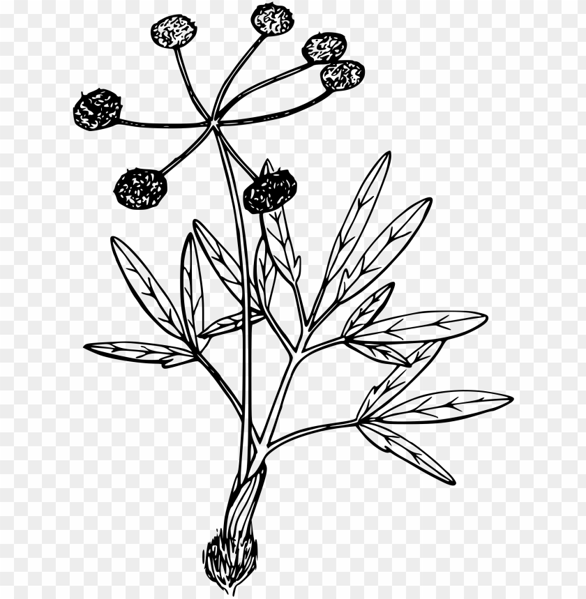 Swale Desert Parsley Clip Art Royalty Free Download - Desert Flower Drawing PNG Image With Transparent Background