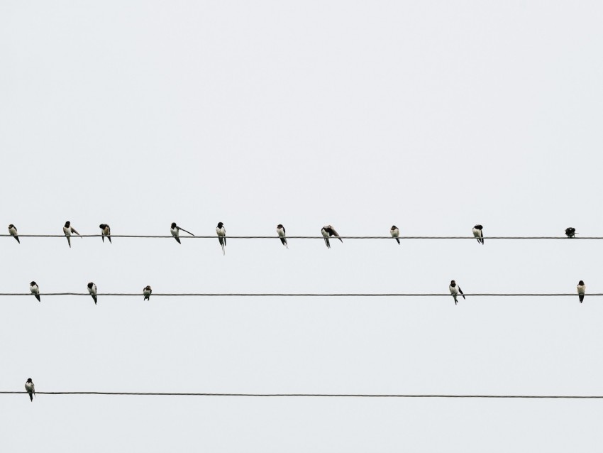 swallows, birds, wires, minimalism